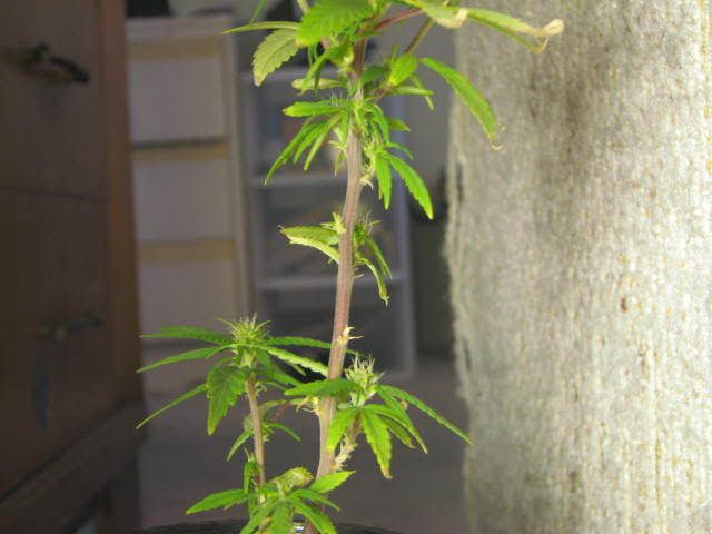 Picture007.jpg