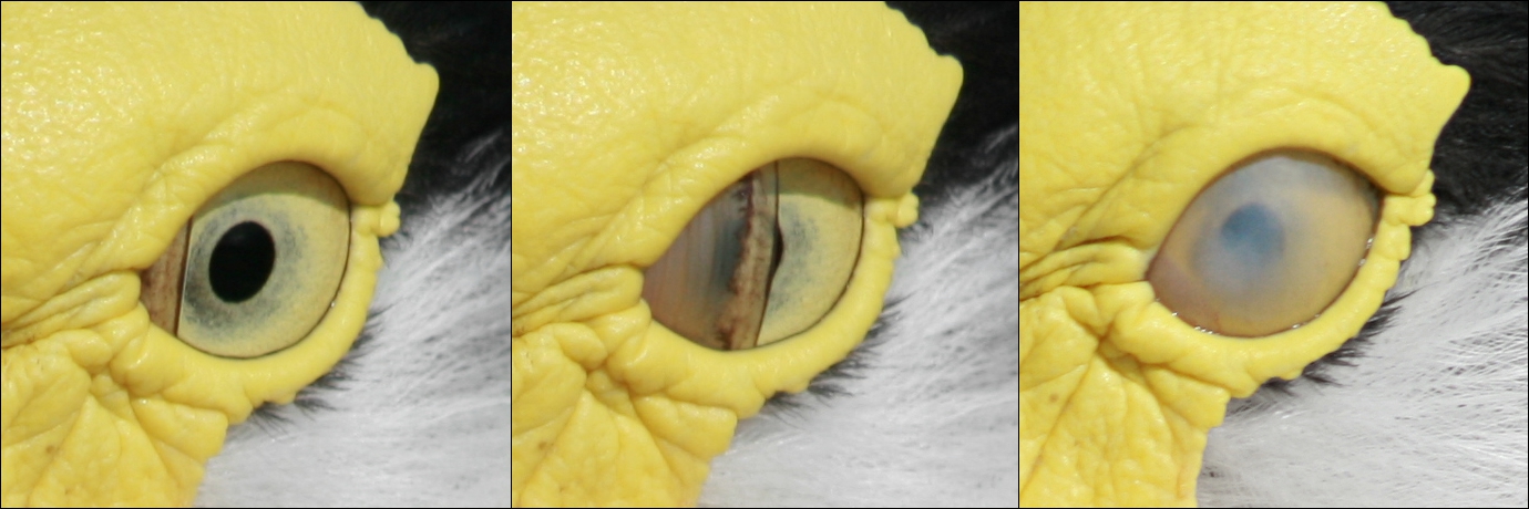 Bird_blink-edit.jpg