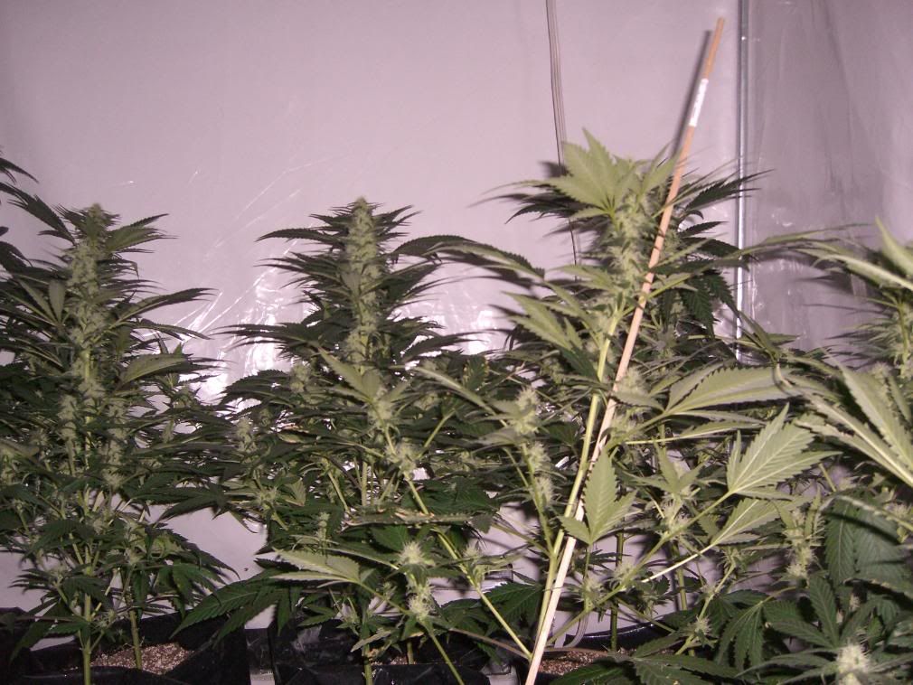 CIMG0112.jpg