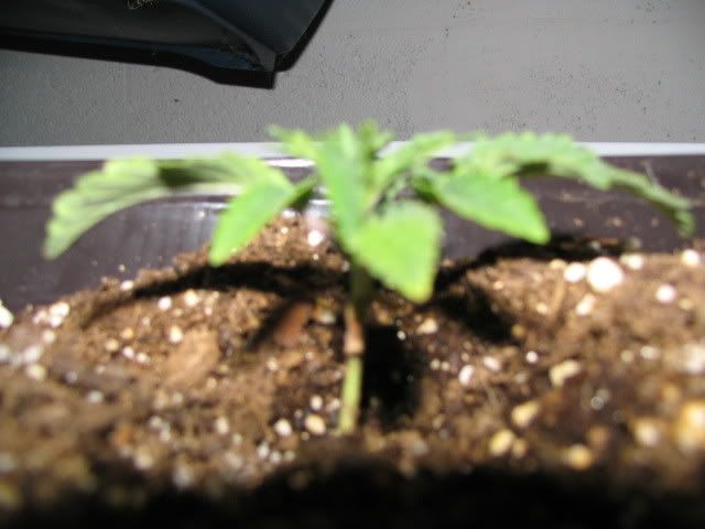 Picture011.jpg