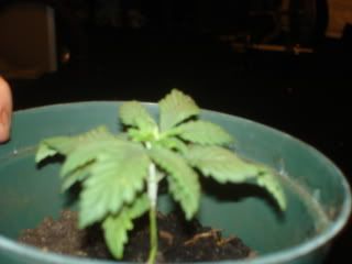 DSC00099.jpg