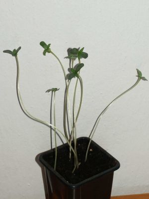 Seedling-ii.jpg
