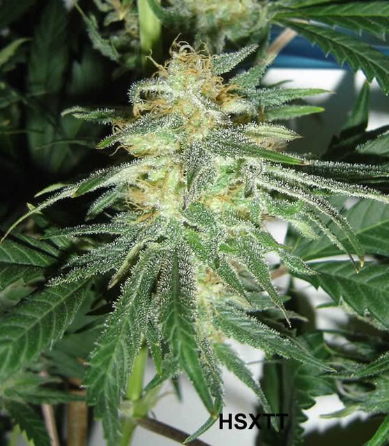 Bud3.jpg