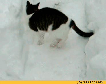 gif-cat-snow-605667.gif