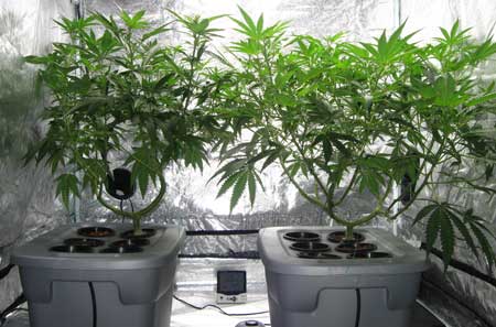 www.growweedeasy.com