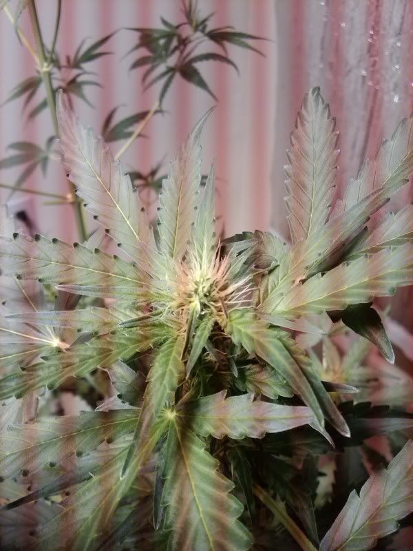 420000.jpg