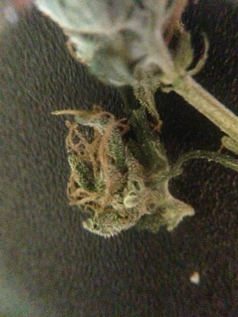 IMG_0562_zpsecd50d81.jpeg