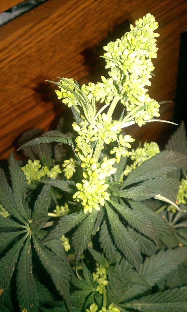 IMAG0544.jpg
