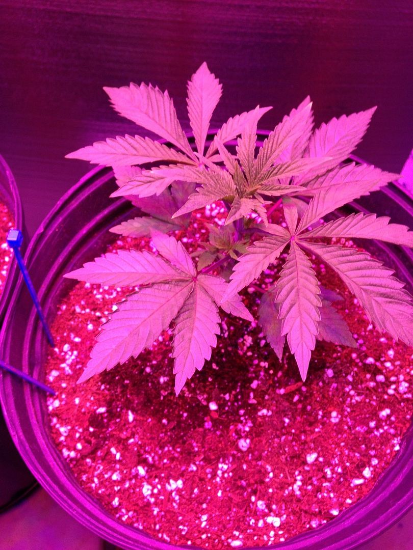 19%20days%20og%20gth%201_zpsphwky7eh.jpg