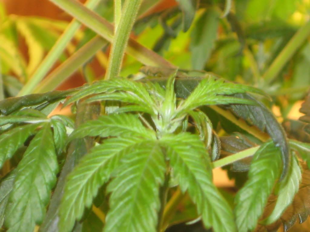 IMG_0368.jpg