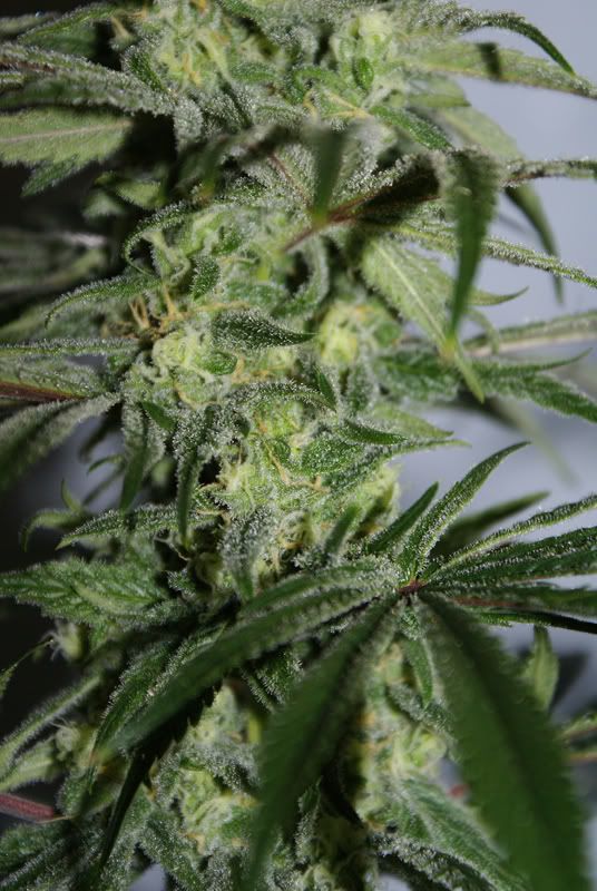 PlantBinside2.jpg