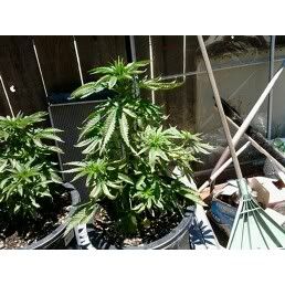 leafplant.jpg