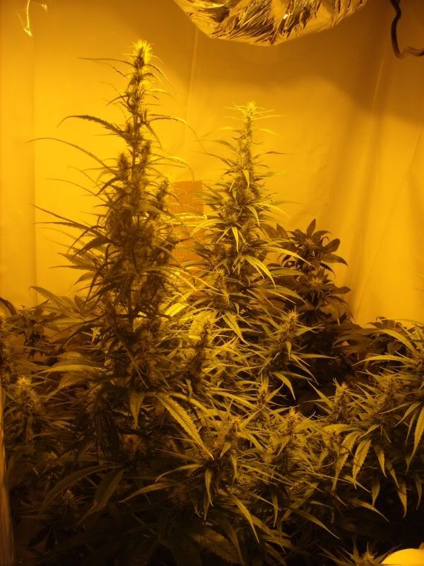 plants16010.jpg