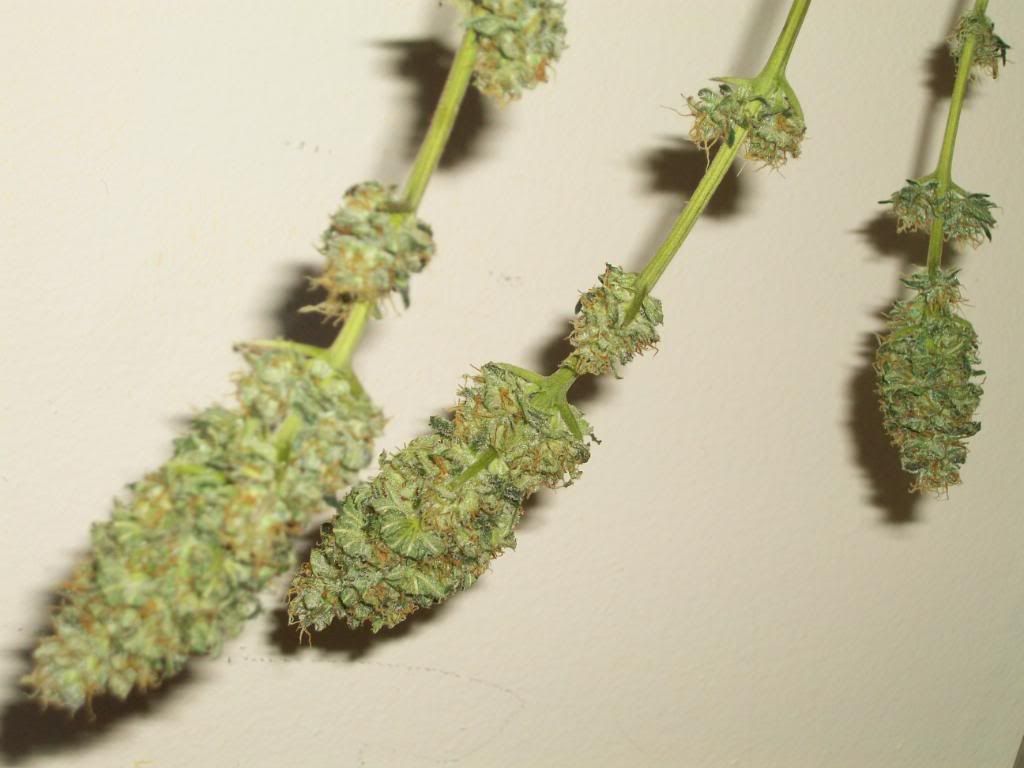Harvest3Dry8.jpg
