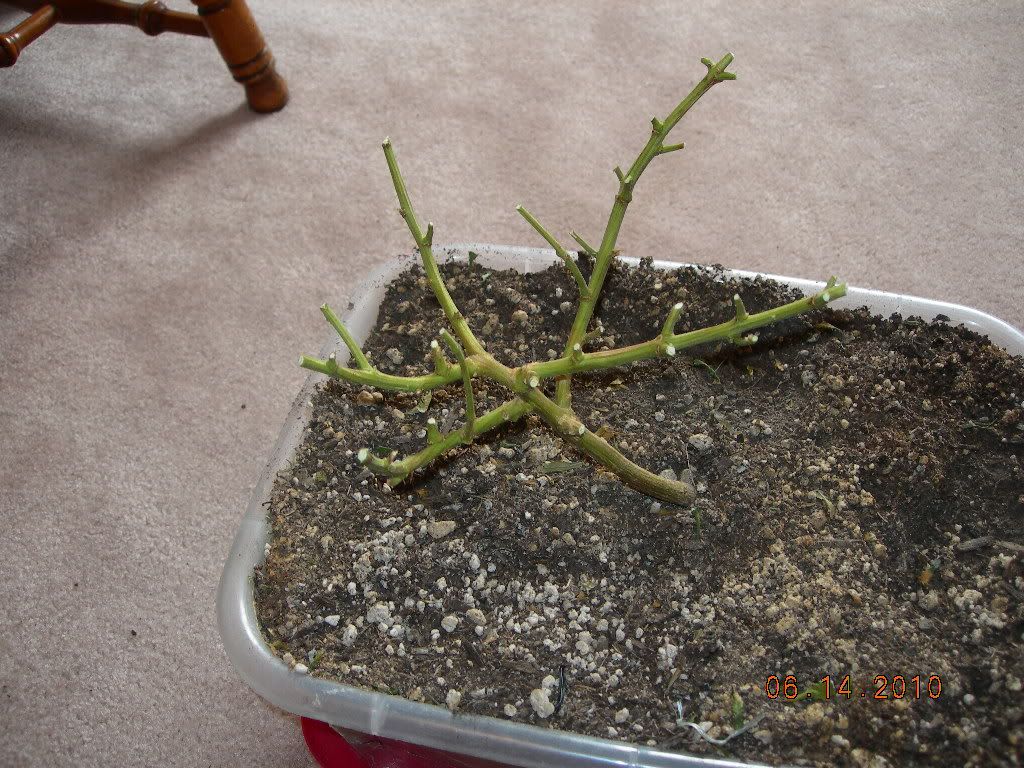DSCN6633.jpg