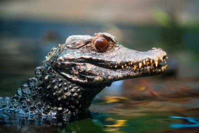 dwarf-caiman-for-sale.jpg