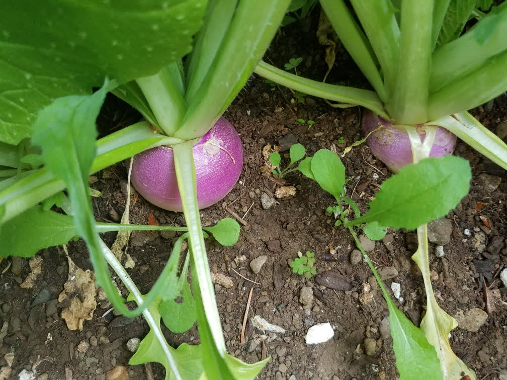 5242021turnips.jpg