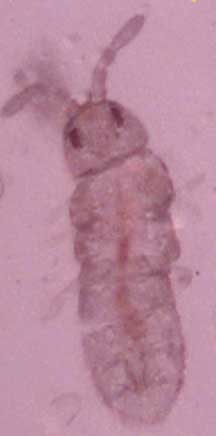 springtail_blanton.jpg