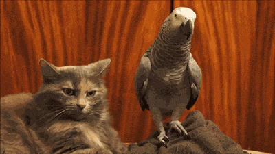 cbGB04P.gif