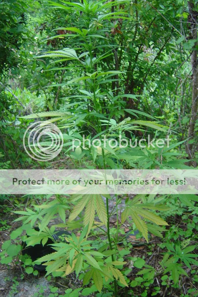 secondherbal006.jpg