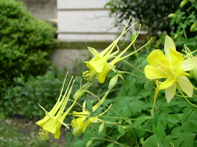 Aquilegia%20chrysantha%20flwr2.JPG
