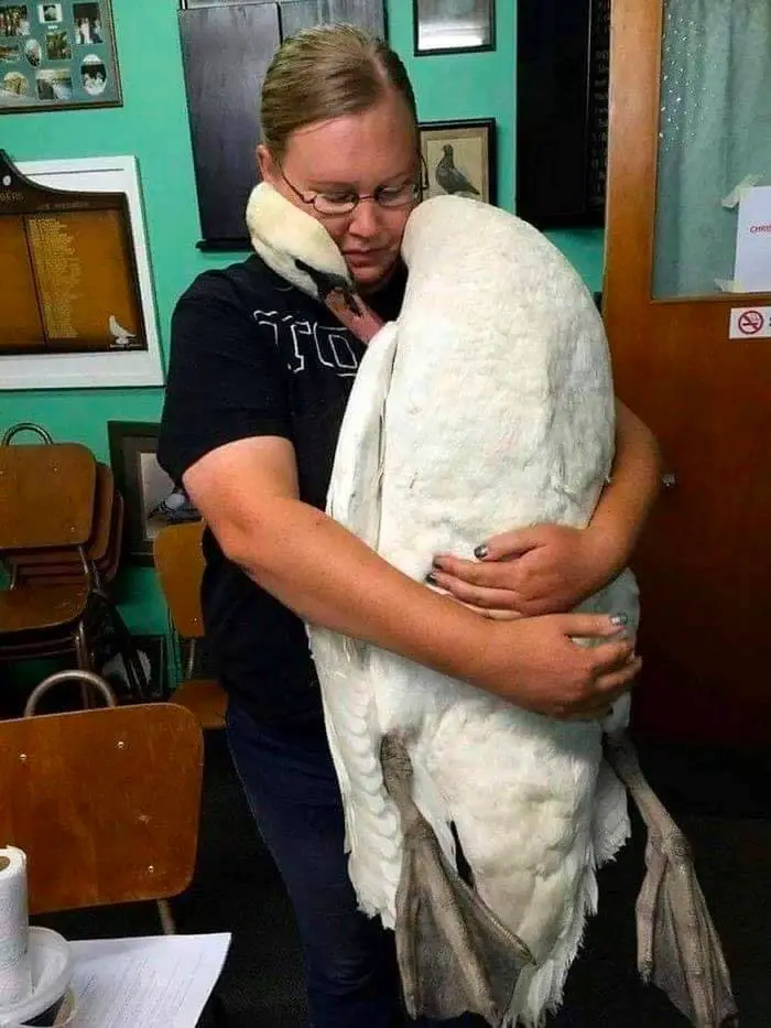 swan-embracing-vet-saved-life.jpg