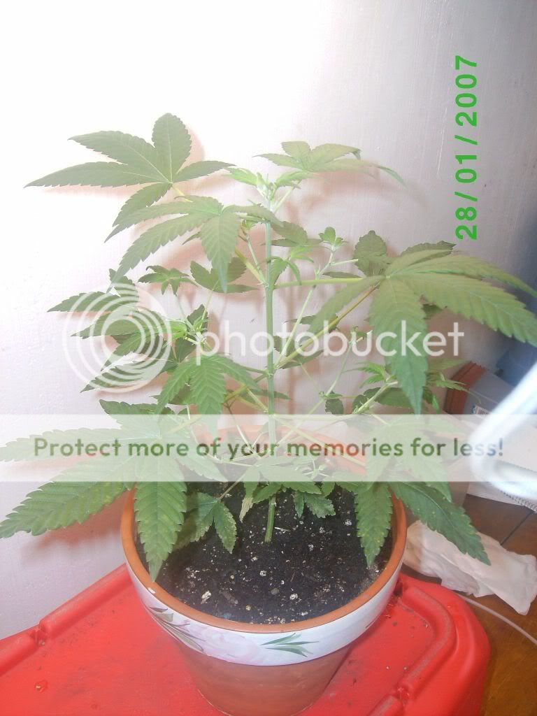 myplant005.jpg