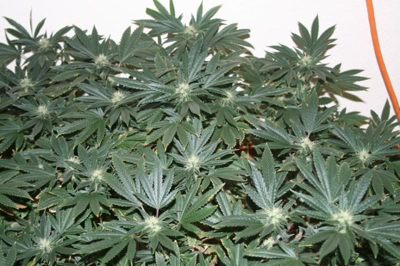 Day44Flowering003.jpg