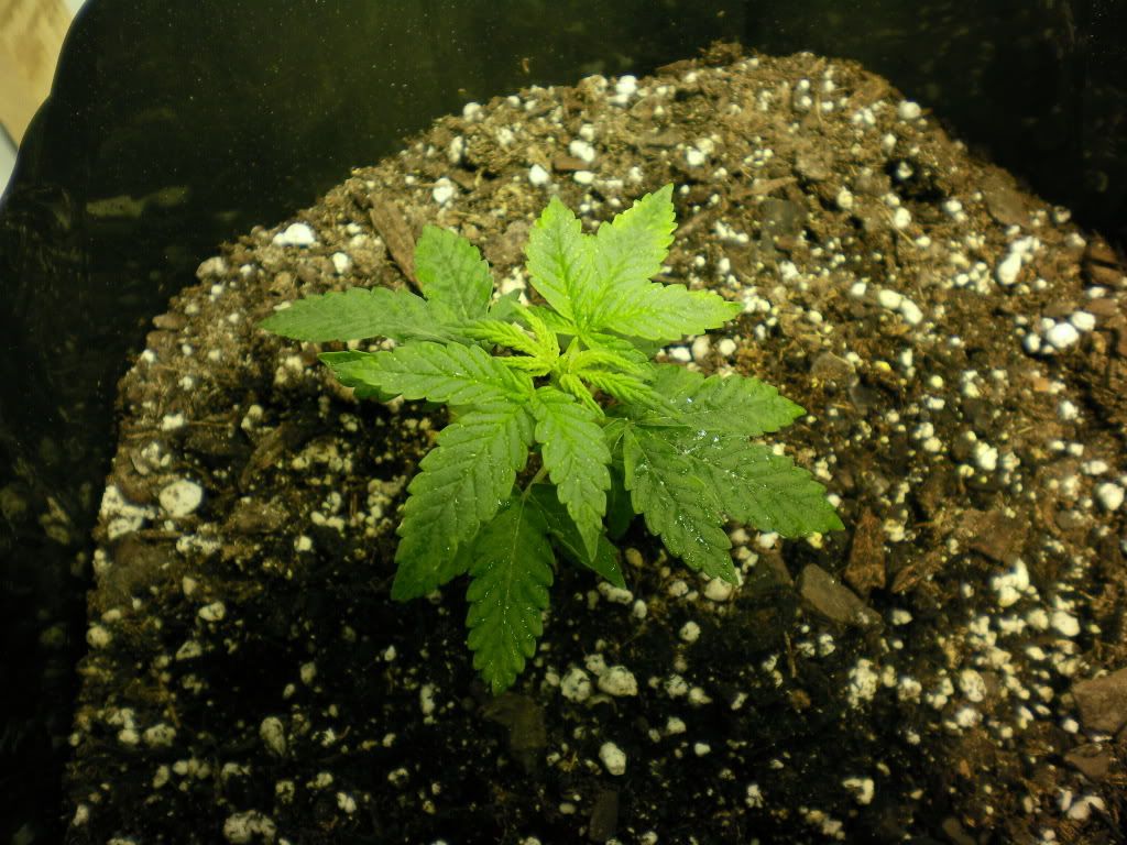 10-11-11002.jpg