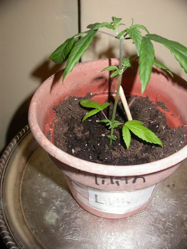 lilithcloseup.JPG