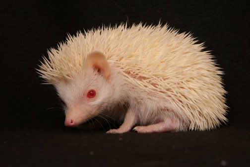 3905_file_albino_hedgehog1.jpg
