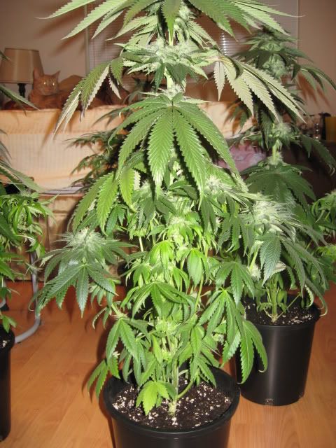 Plants004-2.jpg
