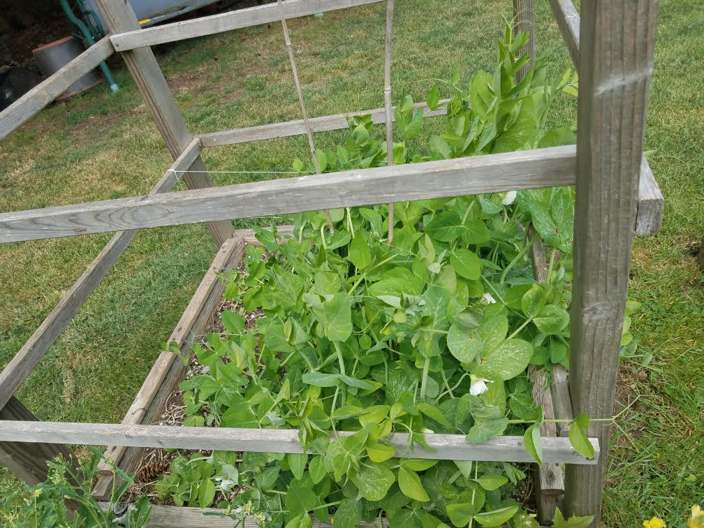 05082021gardenc.jpg