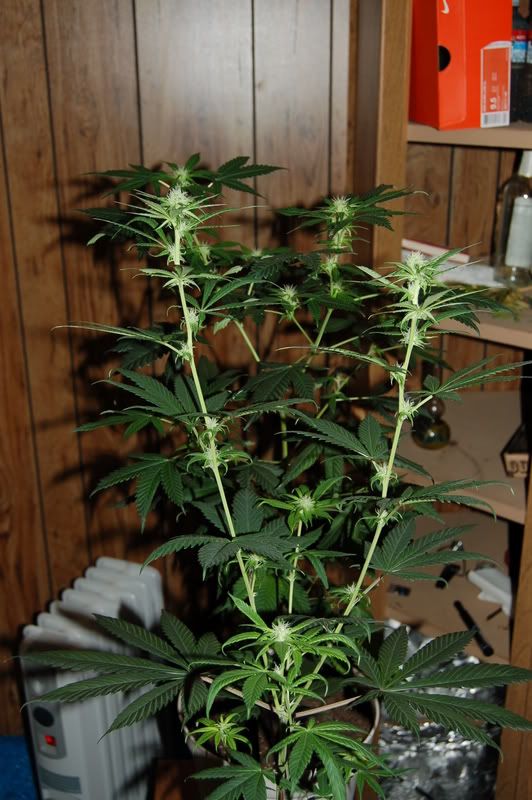 day20flower008.jpg