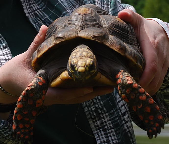 holding_turtle.jpg