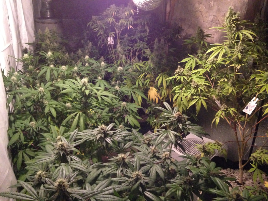 5_10_SIPS_FLOWER_ROOM_1.jpg