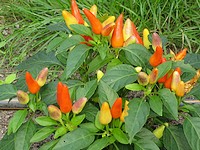 growing-chillies.jpg