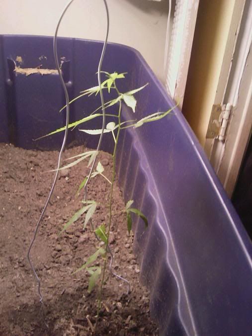 plant8.jpg