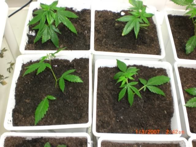 plants13.jpg