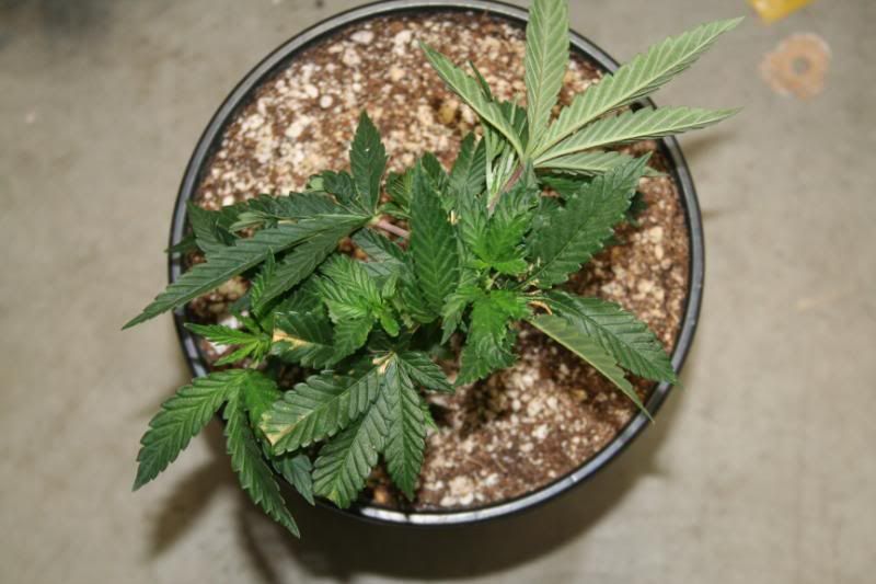 SeedlingsandClones003.jpg
