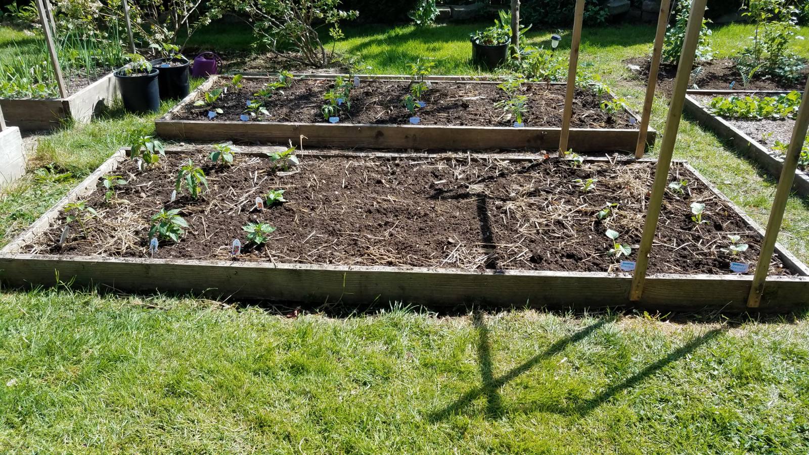 gardenb54.jpg