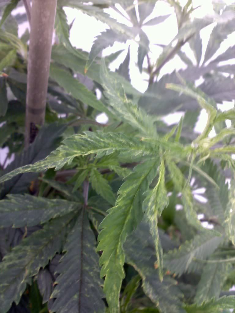 20110405184537.jpg