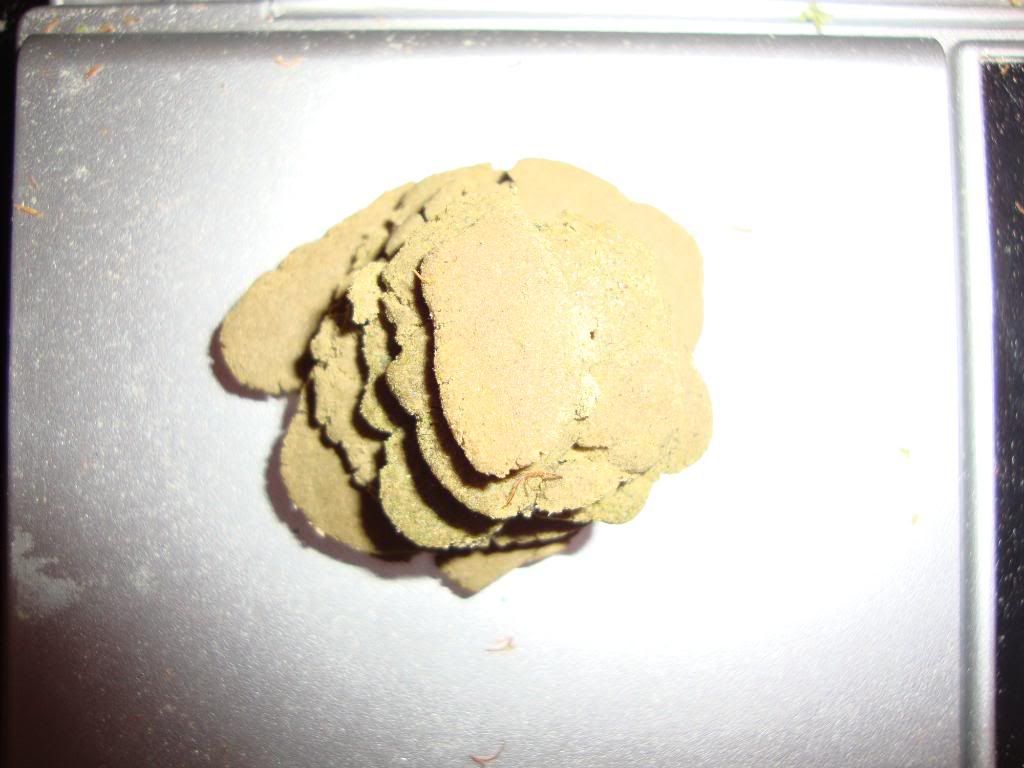 bub3004.jpg