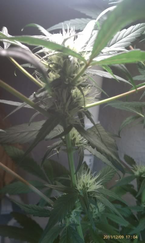 IMAG0074.jpg