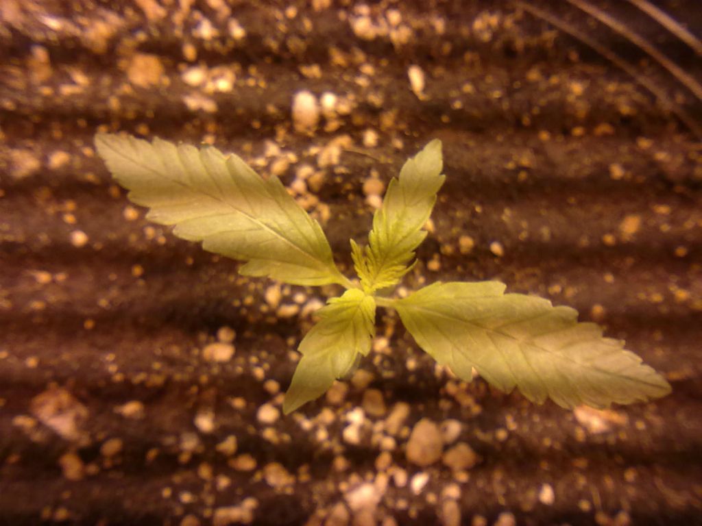 DAY7_PLANT1.jpg