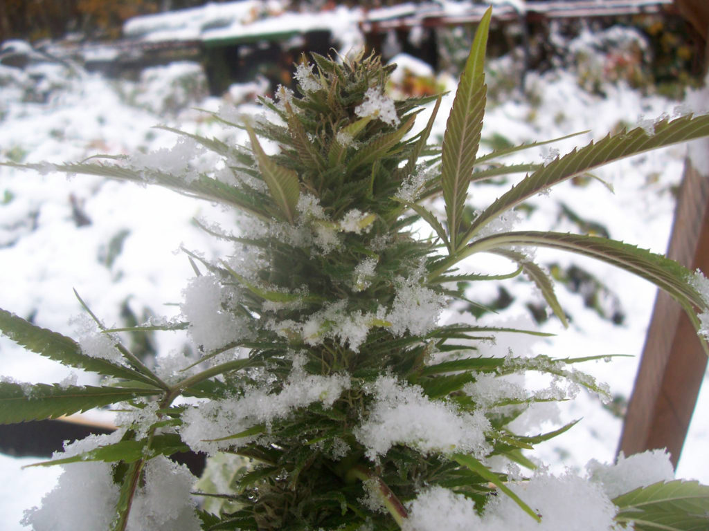 cannabis-growing-in-winter-1024x768.jpg
