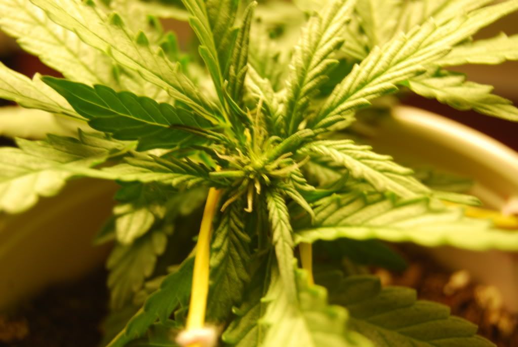 weed39003.jpg