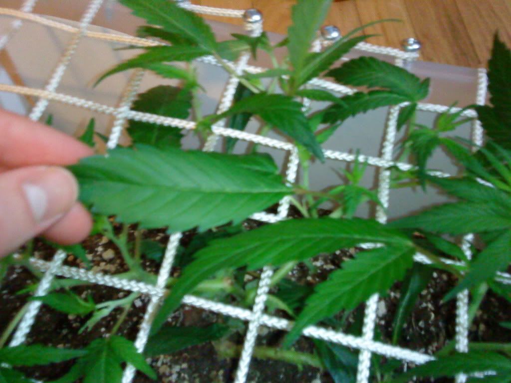 DSC00466.jpg