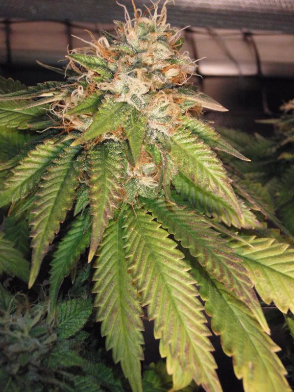 6weeksflower4-1.jpg
