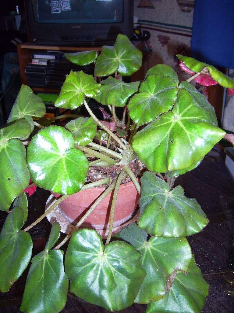 PIC_0006.jpg